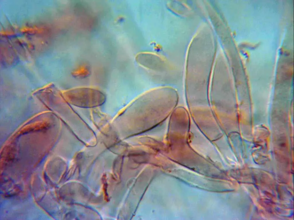 Microscopía de Megacollybia platyphylla - 10 - Pileocistidios